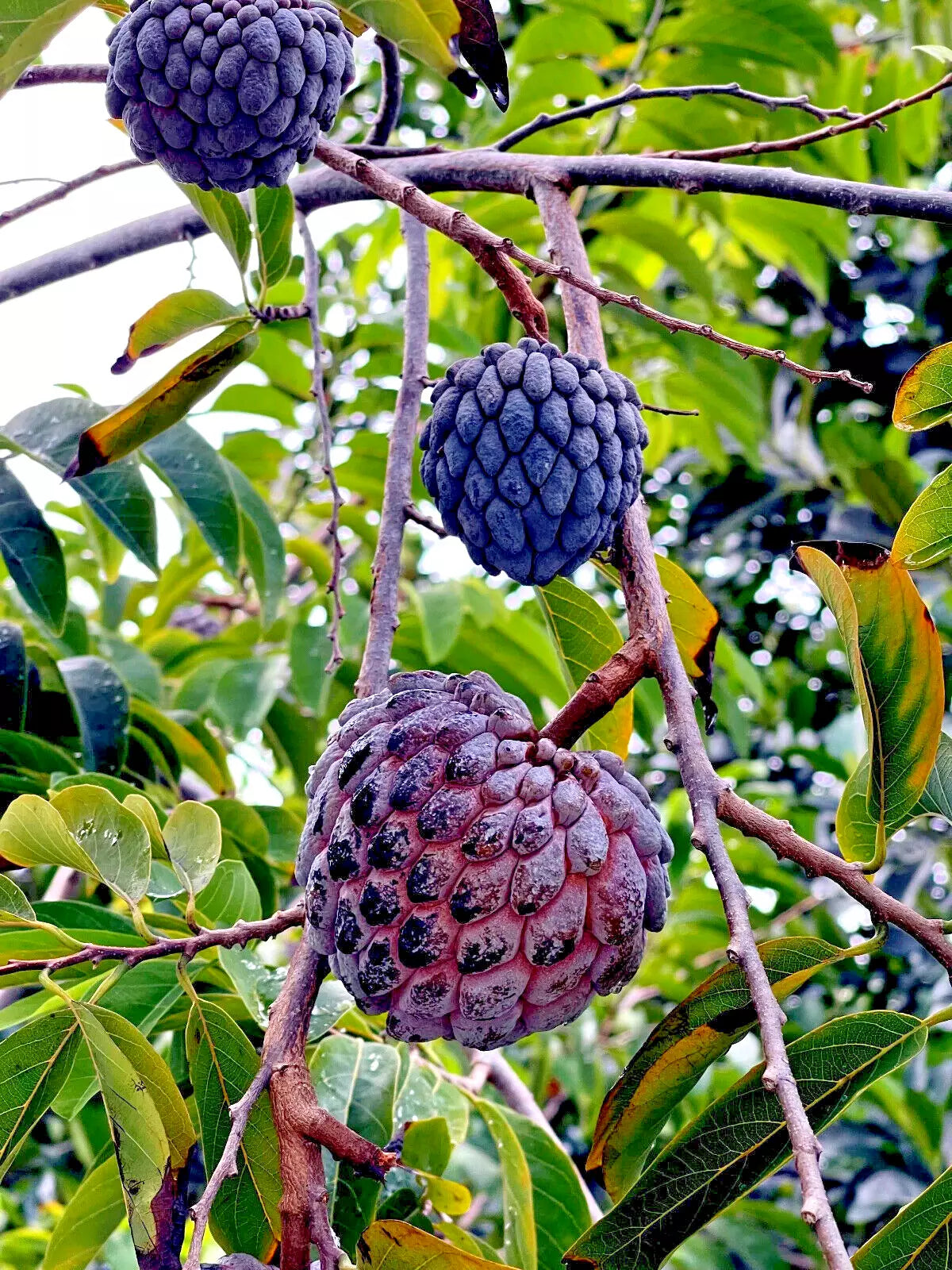 10 "Thai Purple" Sugar Apple Tree Seeds Annona squamosa Rare Sweetsop Fruit Tree