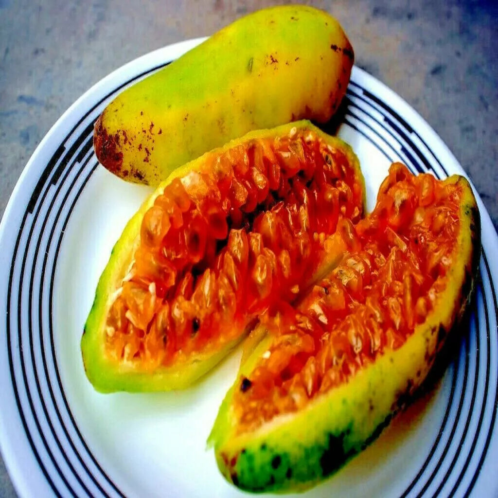 10 BANANA PASSIONFRUIT SEEDS (Passiflora Mollissima) Fast Flower Vine Plant RARE