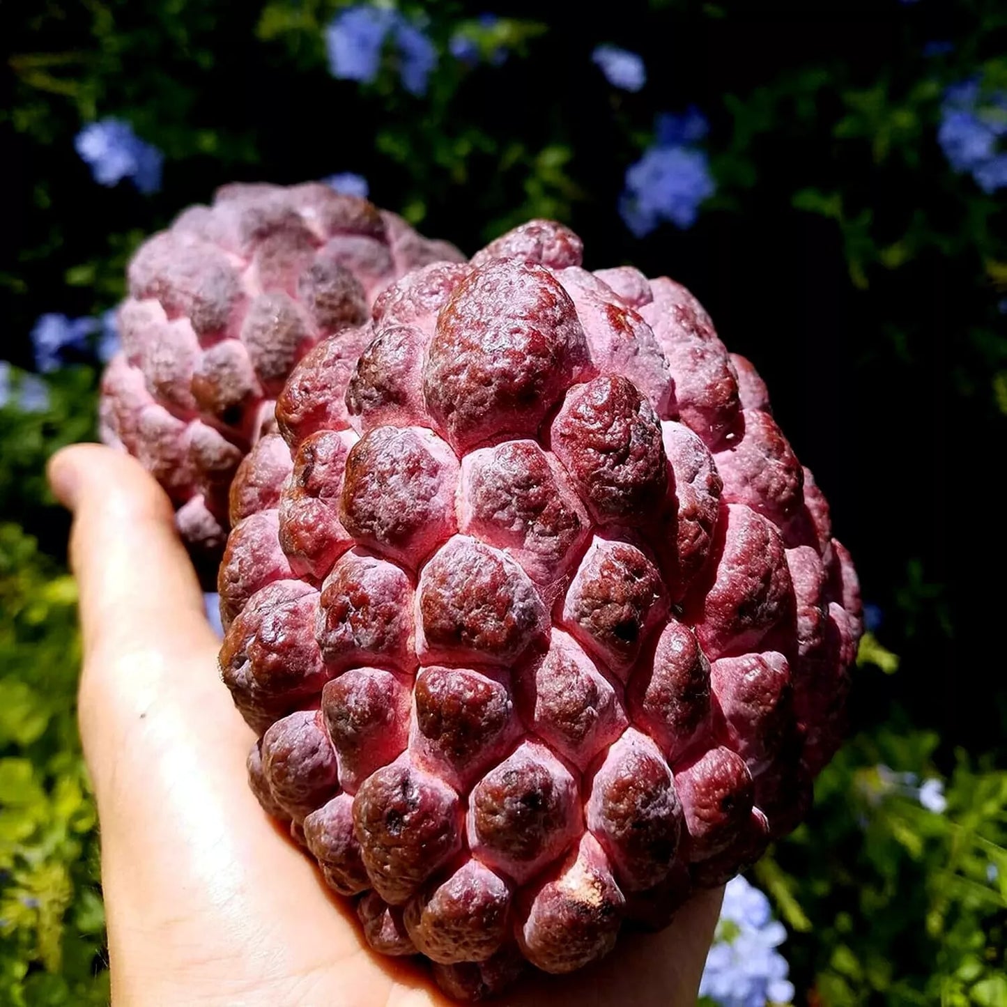 10 "Thai Purple" Sugar Apple Tree Seeds Annona squamosa Rare Sweetsop Fruit Tree