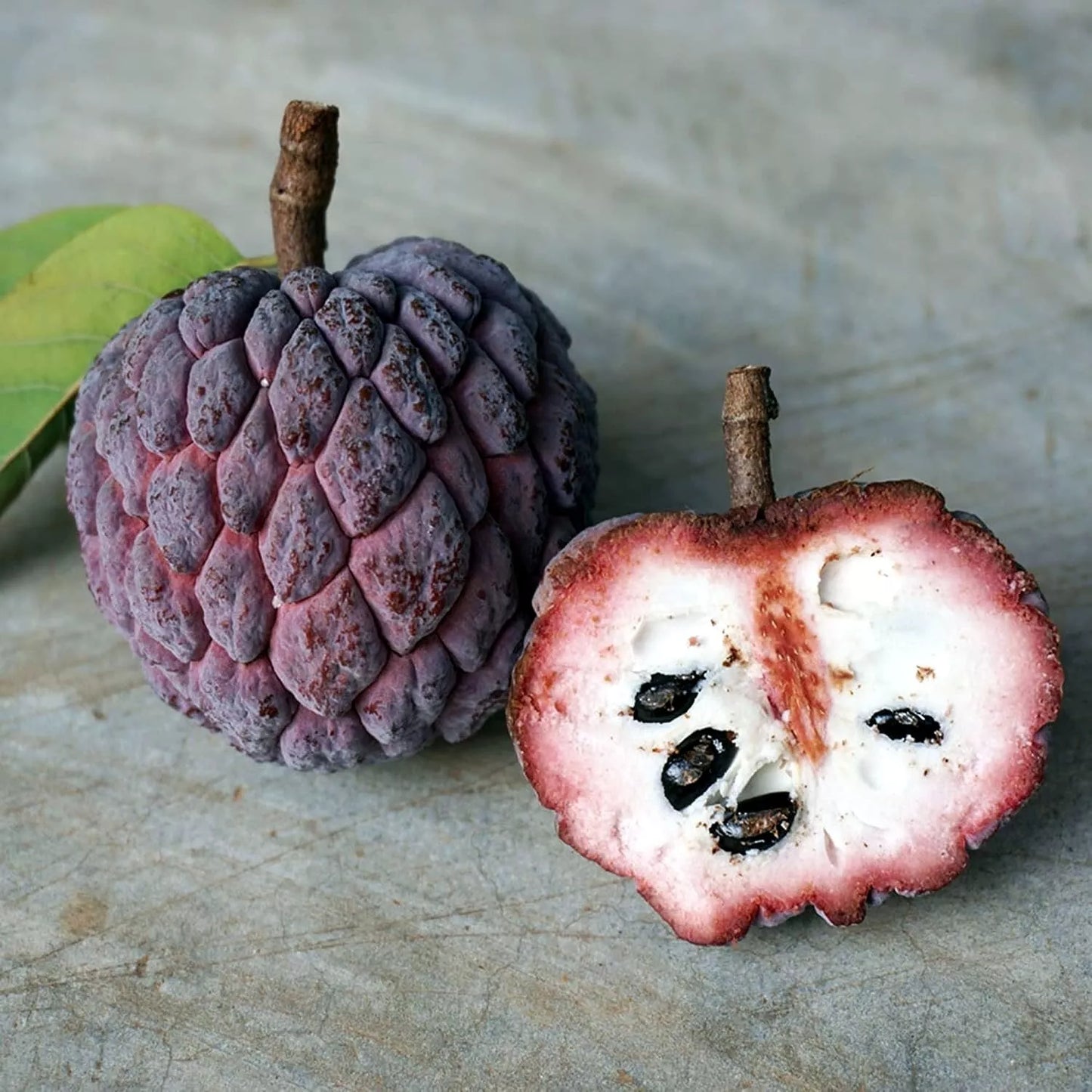 10 "Thai Purple" Sugar Apple Tree Seeds Annona squamosa Rare Sweetsop Fruit Tree