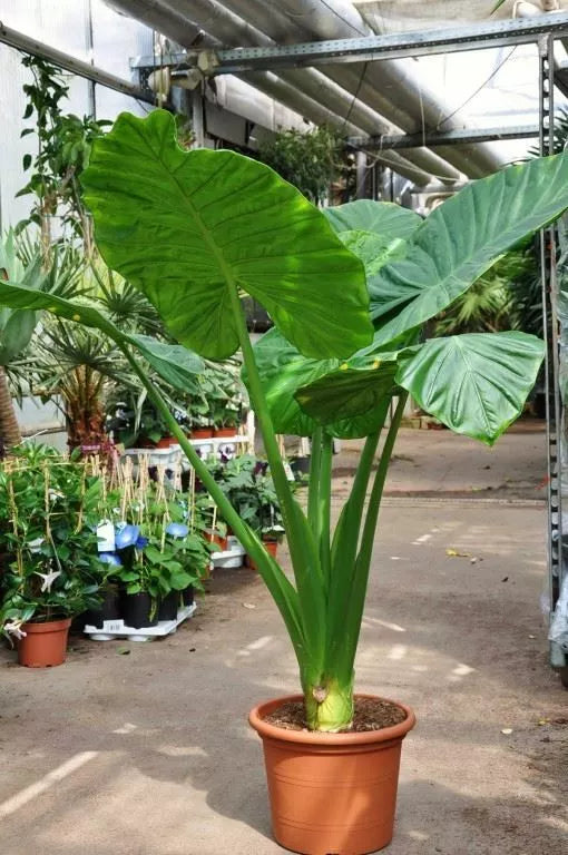Alocasia - Calidora, 10-12" tall
