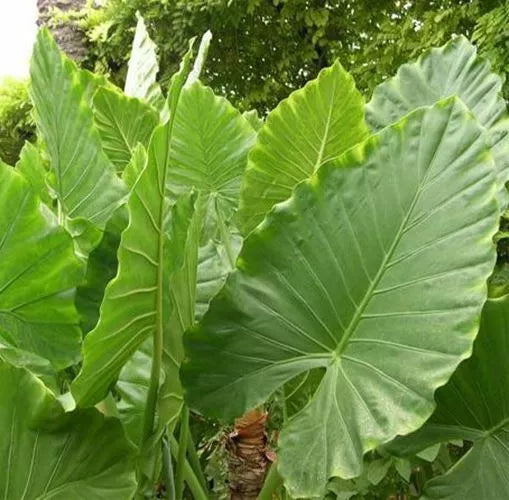 Alocasia - Calidora, 10-12" tall