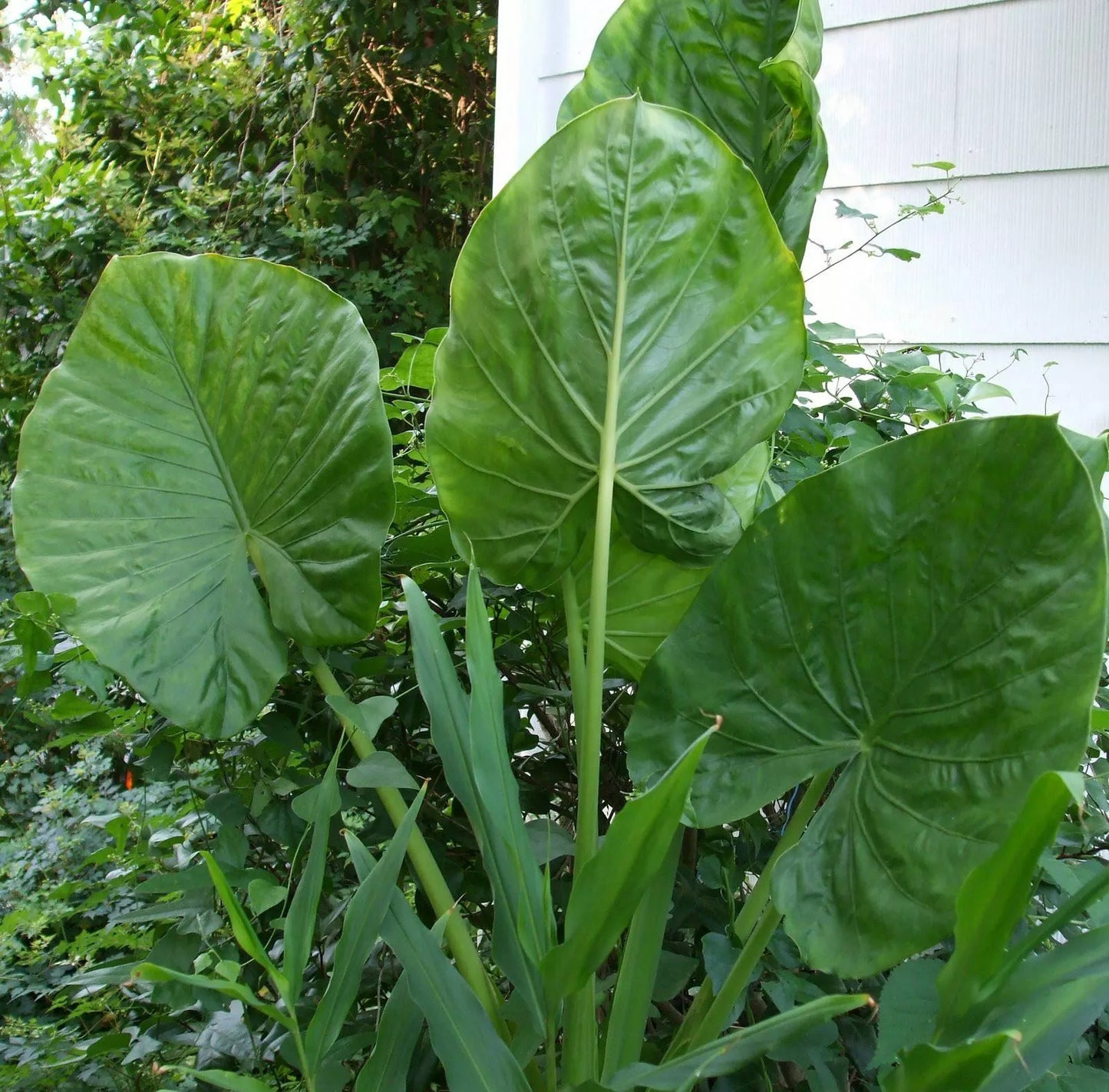 Alocasia - Calidora, 10-12" tall