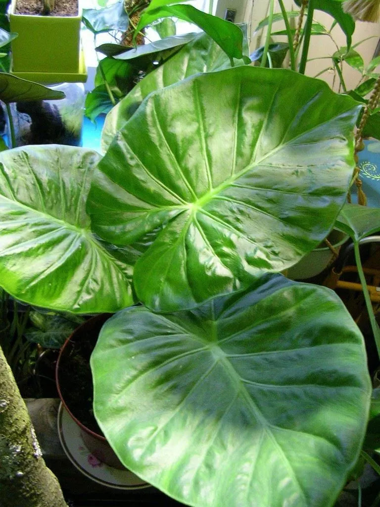 Alocasia - Calidora, 10-12" tall