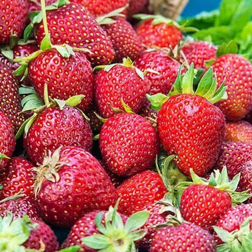 Albion Strawberry - Day Neutral Strawberry Plants (25 Bare-Root plants)